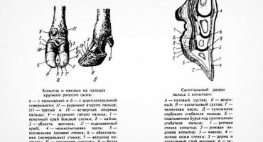 Jak správně zastřihovat kravská kopyta?